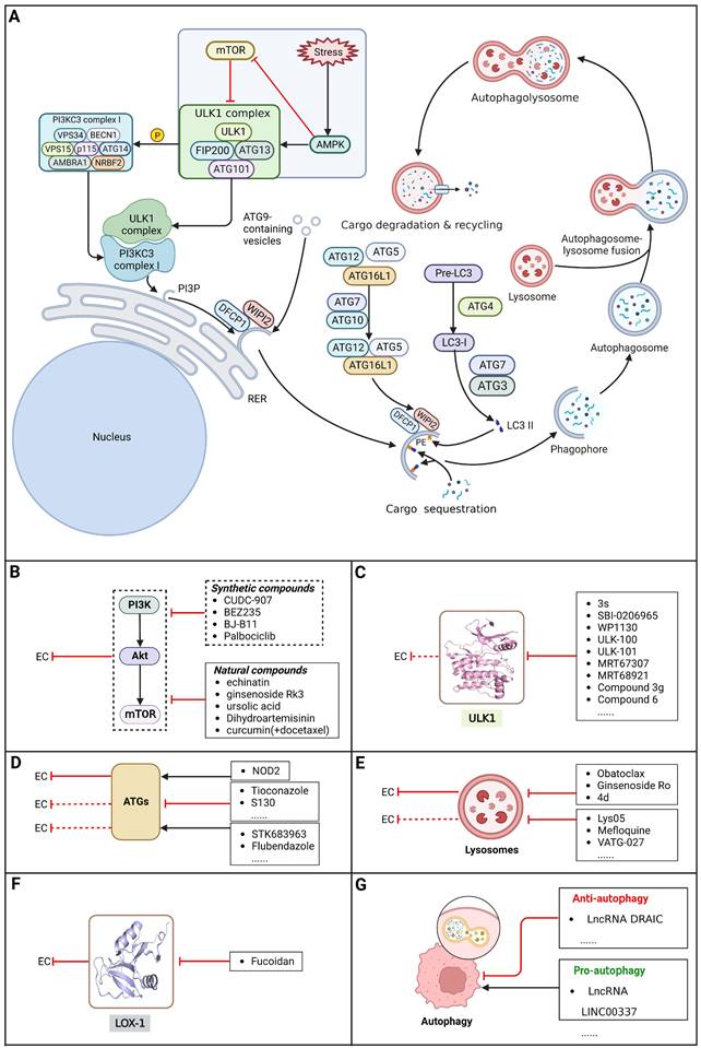 Int J Biol Sci Image