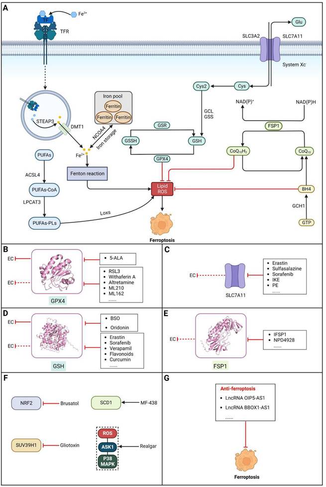 Int J Biol Sci Image