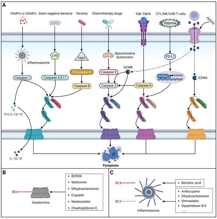 Int J Biol Sci Image