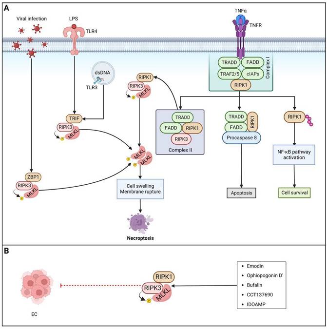 Int J Biol Sci Image