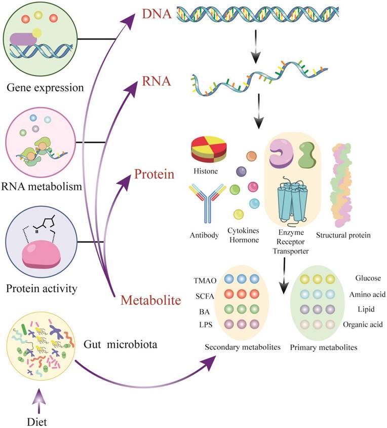 Int J Biol Sci Image