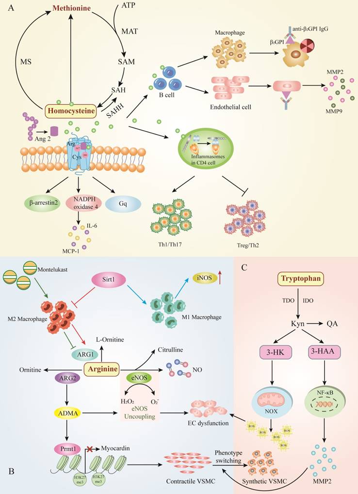 Int J Biol Sci Image