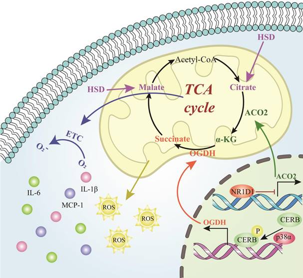 Int J Biol Sci Image