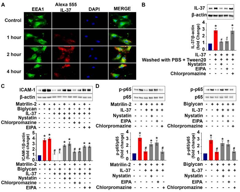 Int J Biol Sci Image