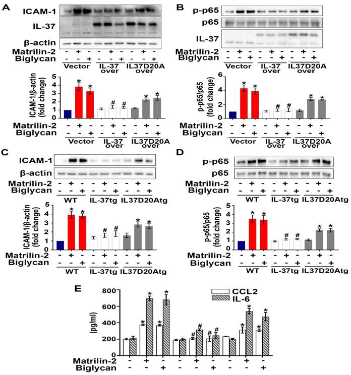 Int J Biol Sci Image