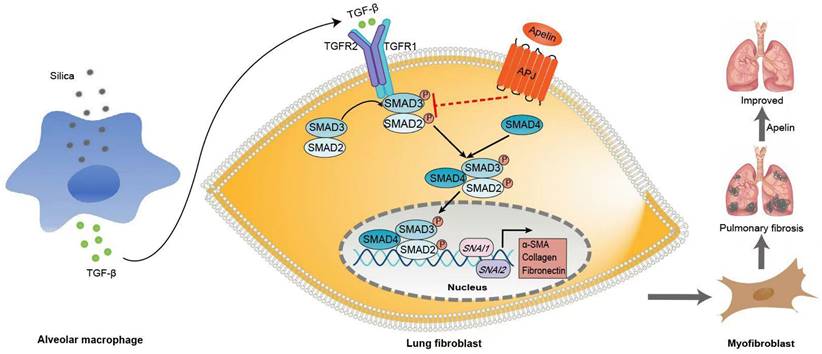 Int J Biol Sci Image