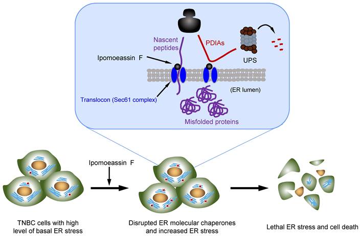 Int J Biol Sci Image