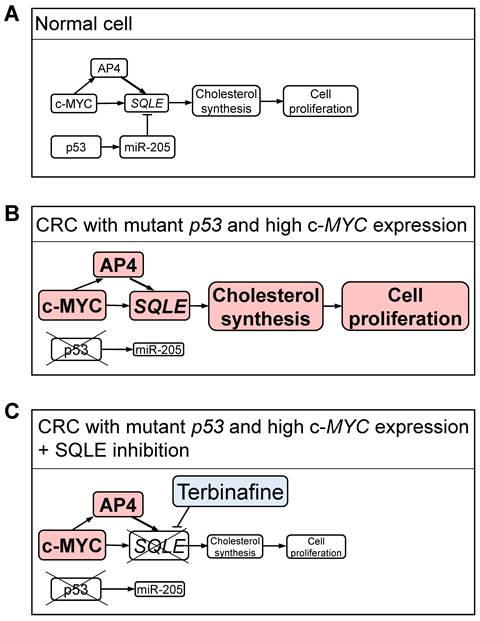 Int J Biol Sci Image