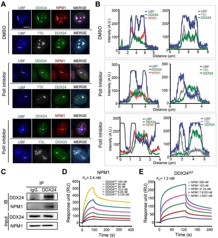 Int J Biol Sci Image