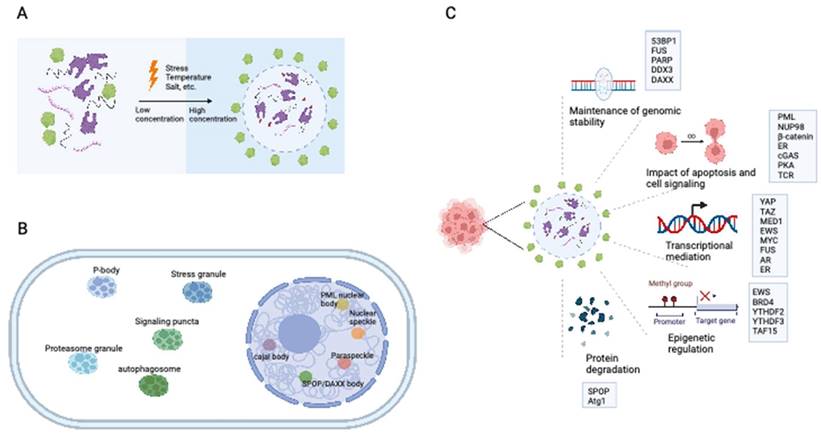 Int J Biol Sci Image