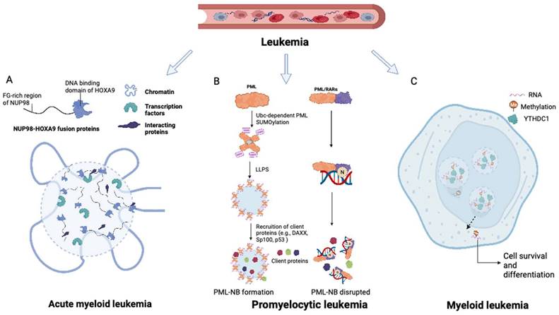 Int J Biol Sci Image