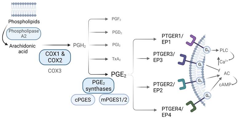 Int J Biol Sci Image