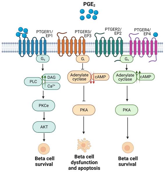 Int J Biol Sci Image