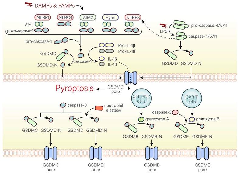 Int J Biol Sci Image