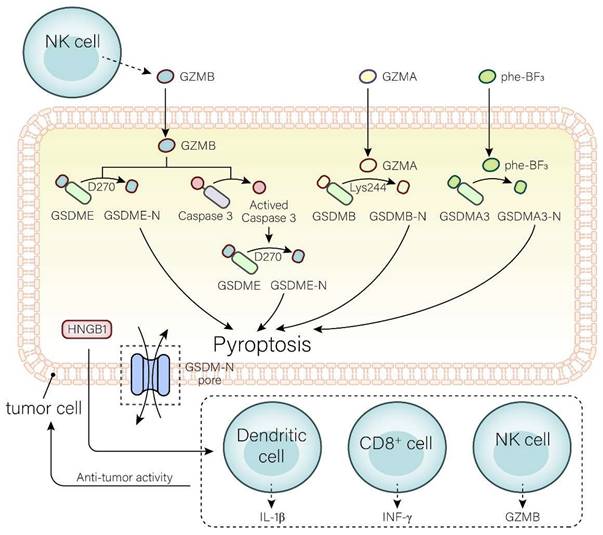 Int J Biol Sci Image