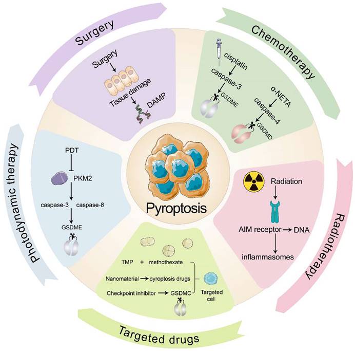 Int J Biol Sci Image