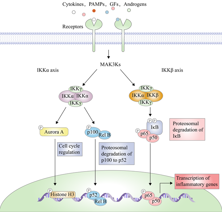 Int J Biol Sci Image