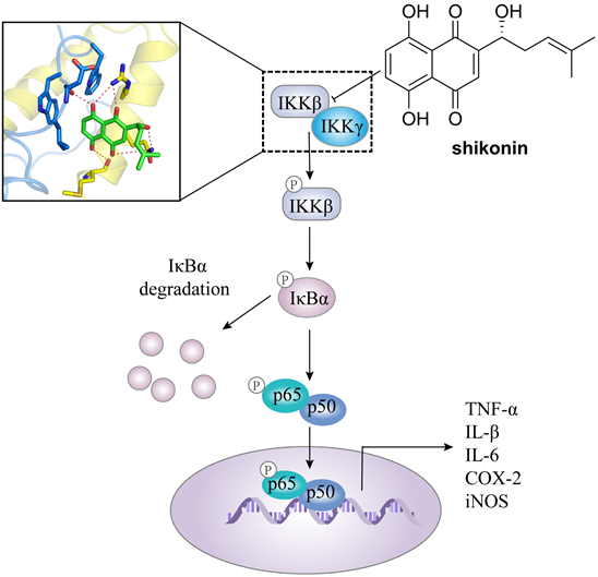 Int J Biol Sci Image