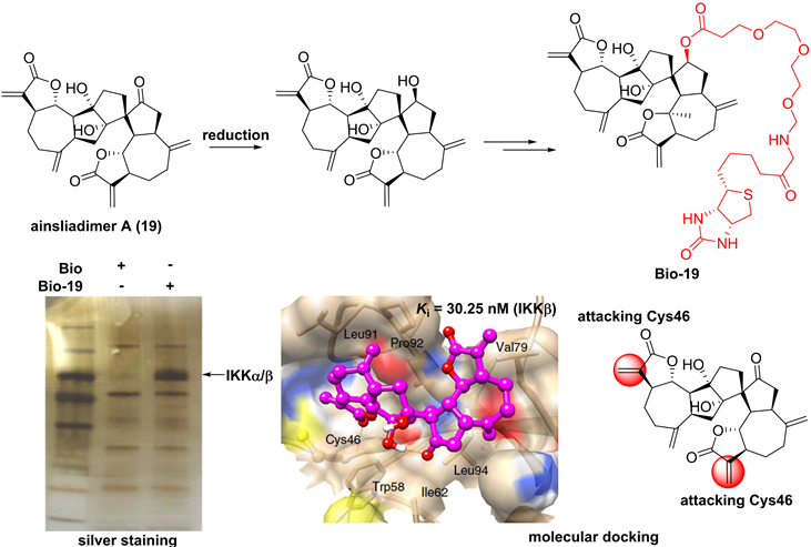 Int J Biol Sci Image