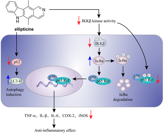 Int J Biol Sci Image