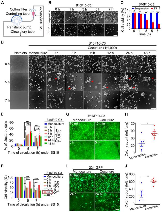 Int J Biol Sci Image