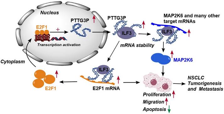 Int J Biol Sci Image