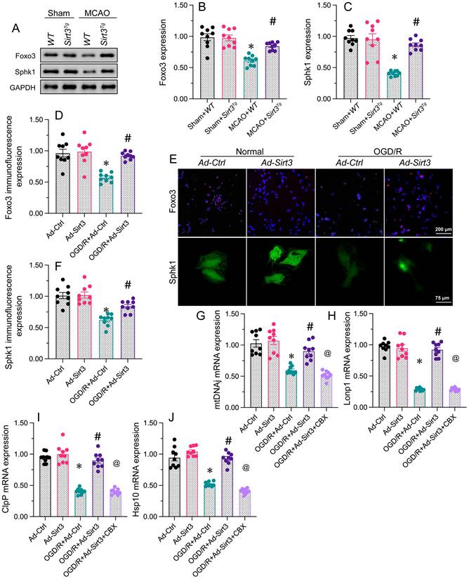 Int J Biol Sci Image