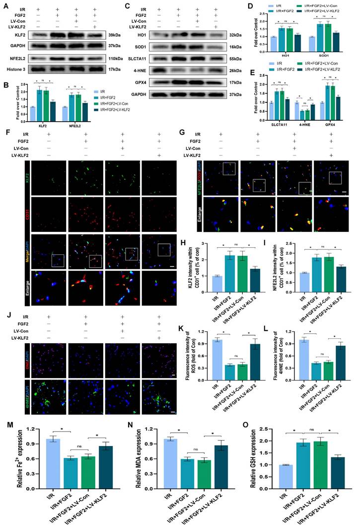 Int J Biol Sci Image