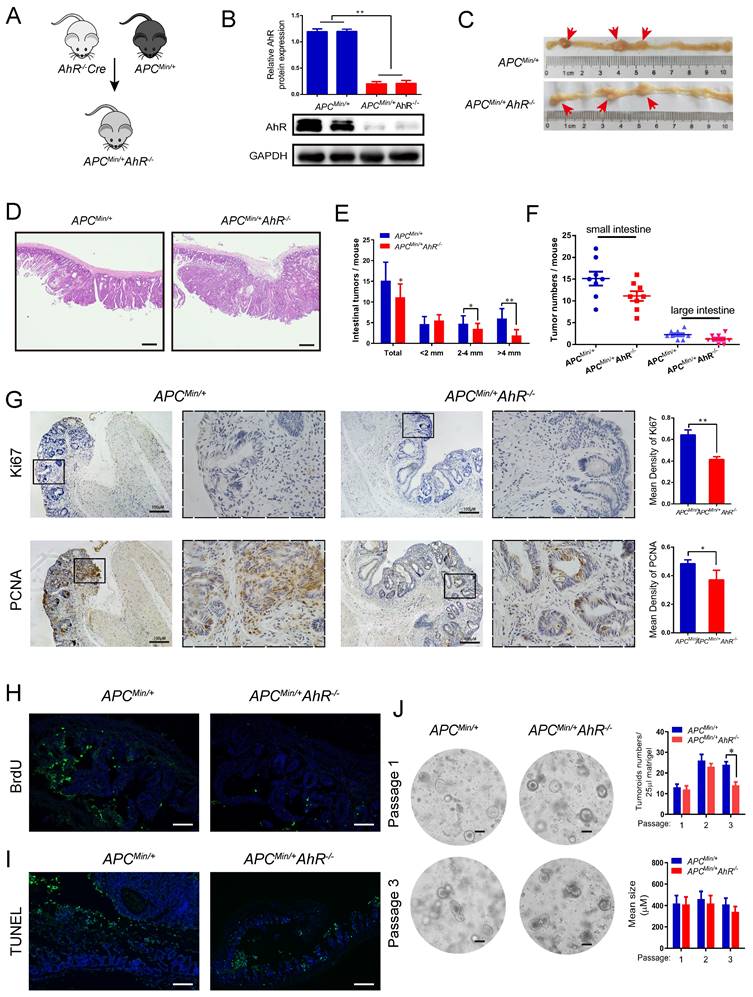 Int J Biol Sci Image