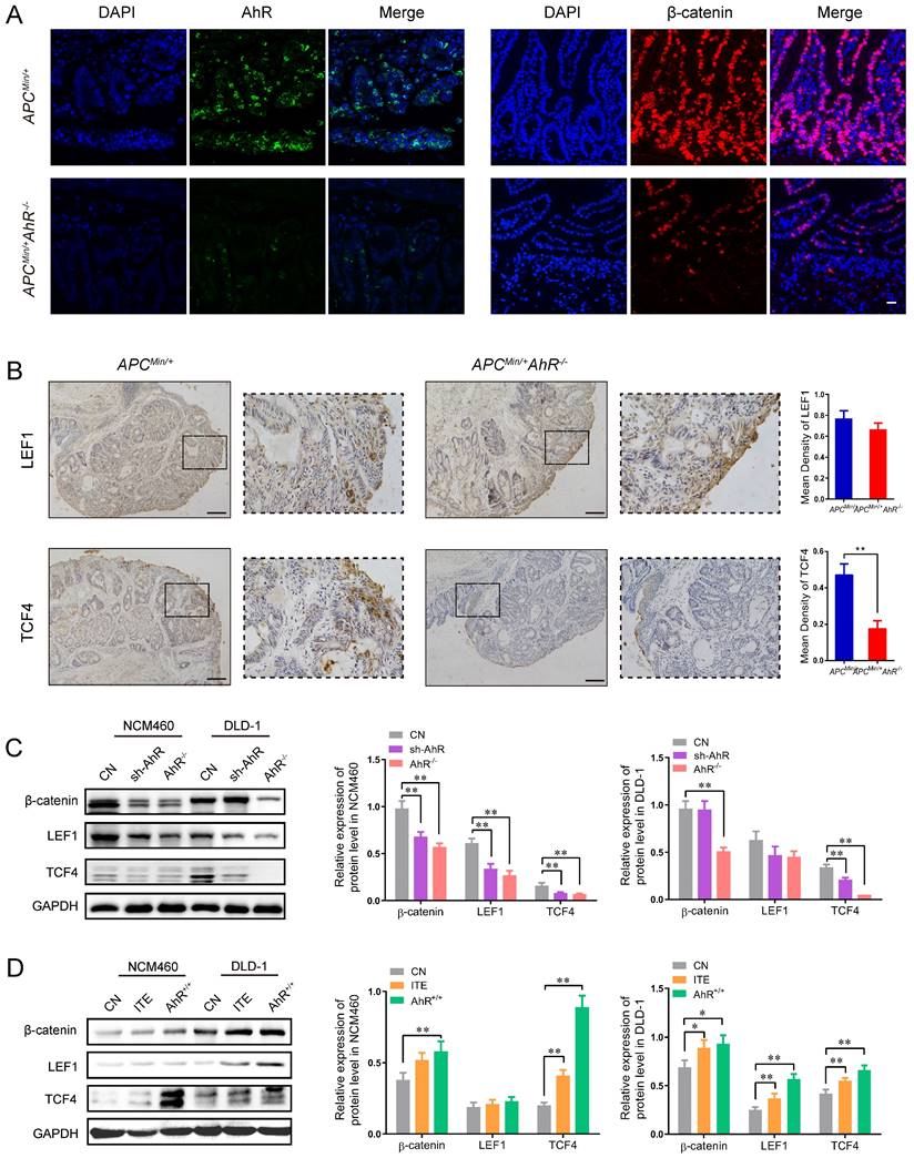 Int J Biol Sci Image