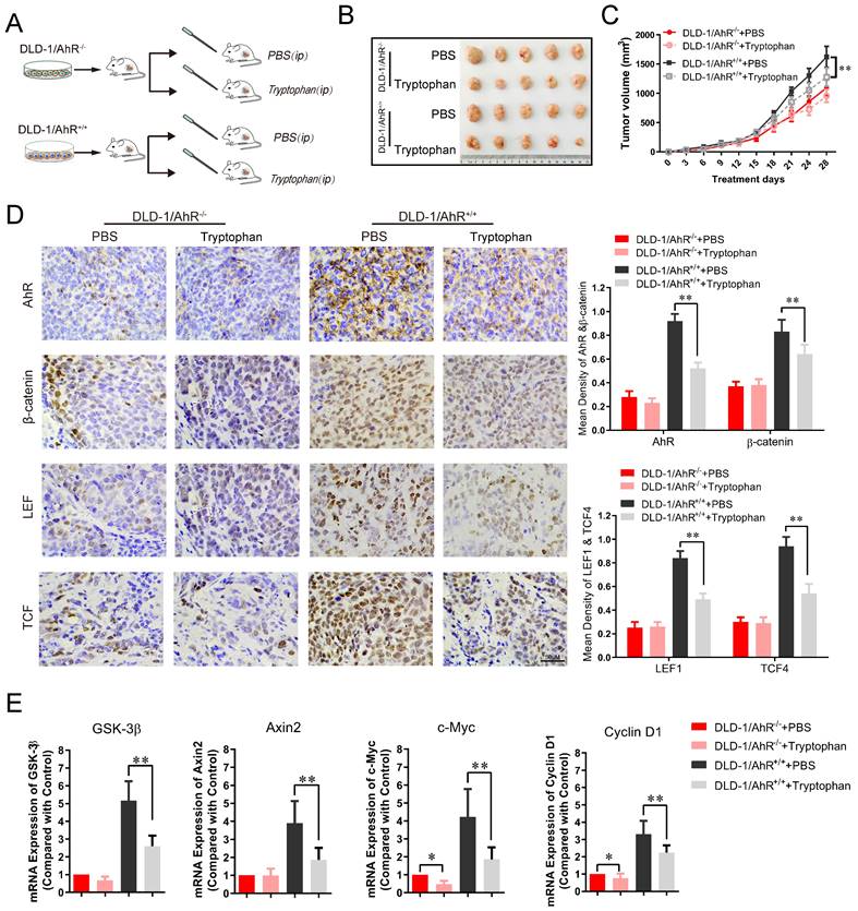 Int J Biol Sci Image