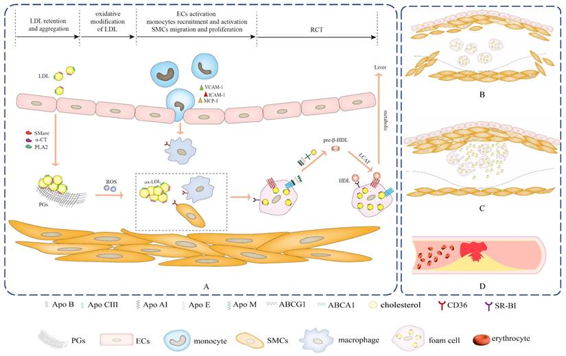 Int J Biol Sci Image