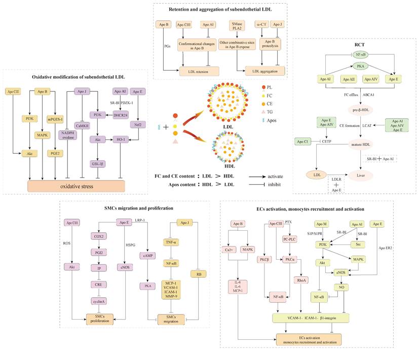 Int J Biol Sci Image