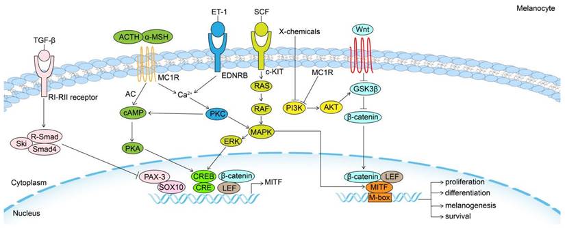 Int J Biol Sci Image