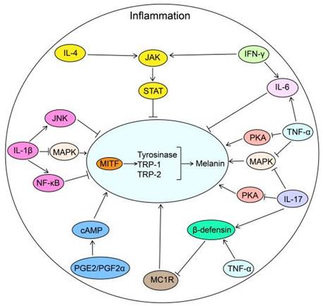 Int J Biol Sci Image