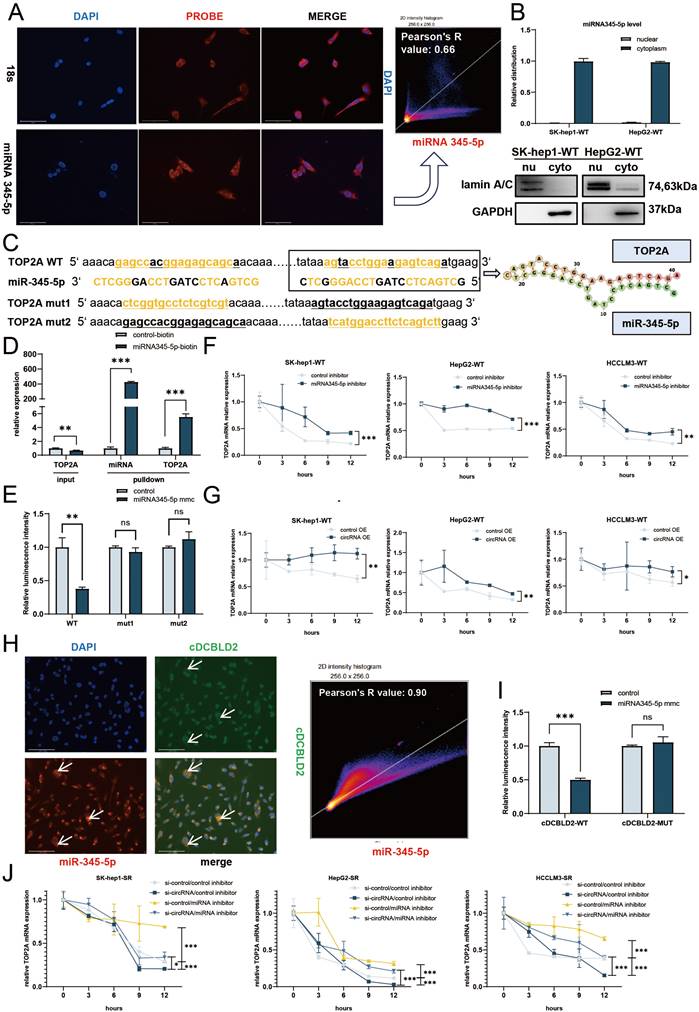 Int J Biol Sci Image