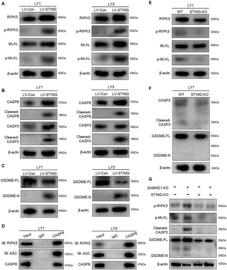 Int J Biol Sci Image