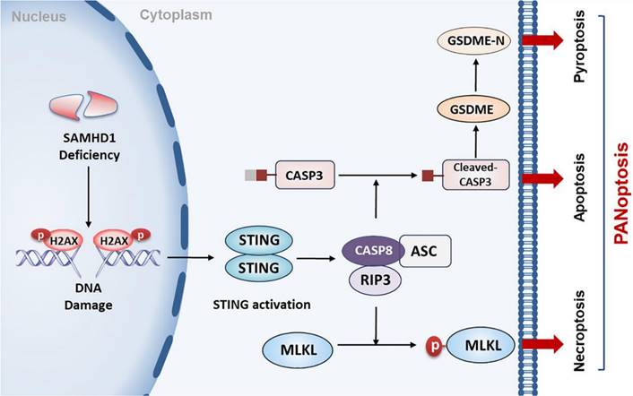 Int J Biol Sci Image