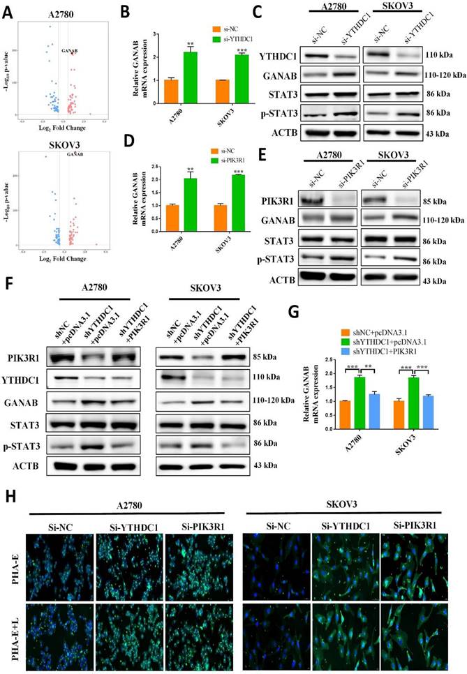 Int J Biol Sci Image