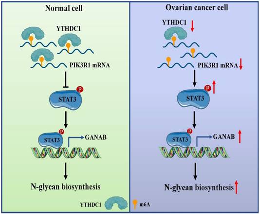 Int J Biol Sci Image