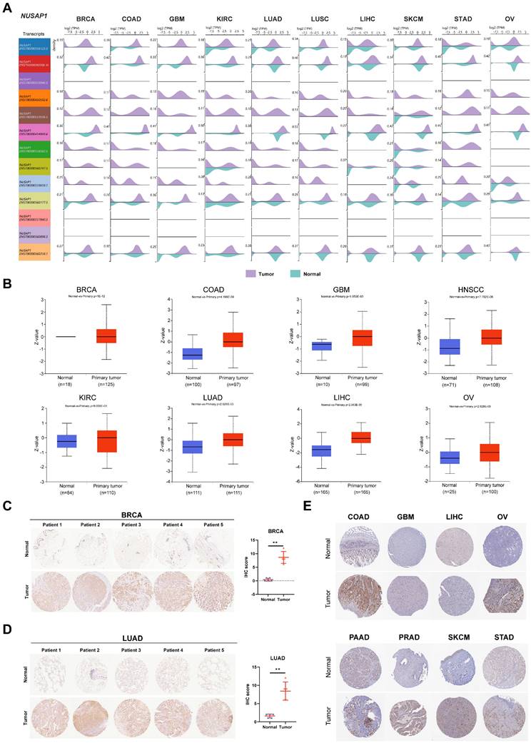 Int J Biol Sci Image