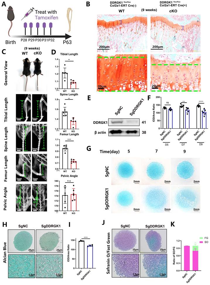 Int J Biol Sci Image