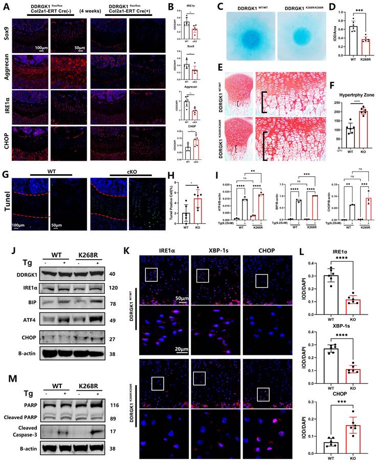 Int J Biol Sci Image