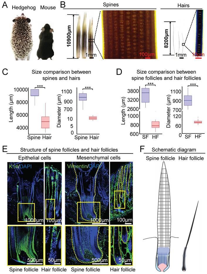 Int J Biol Sci Image