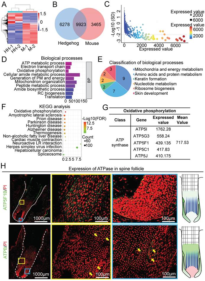 Int J Biol Sci Image