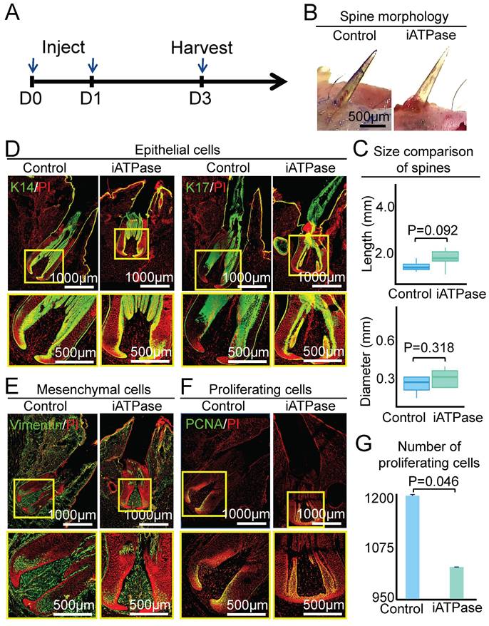 Int J Biol Sci Image