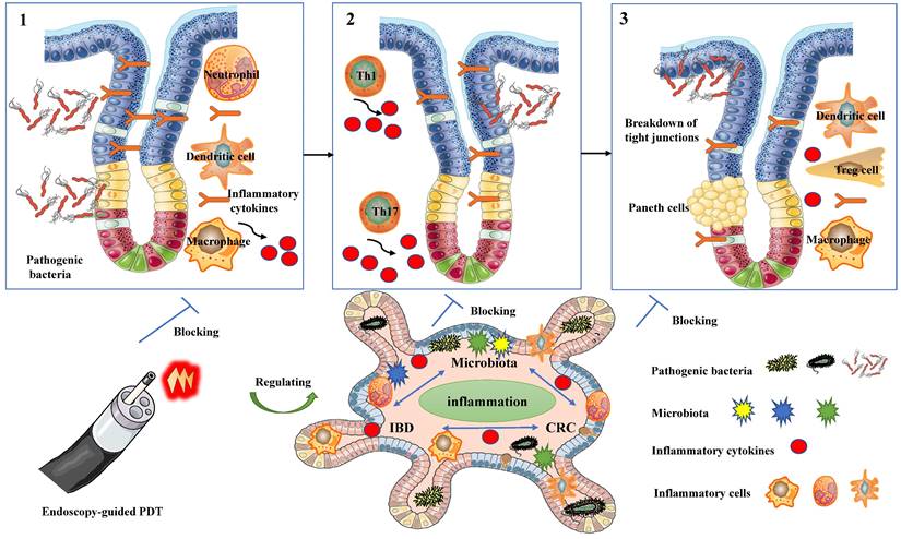 Int J Biol Sci Image