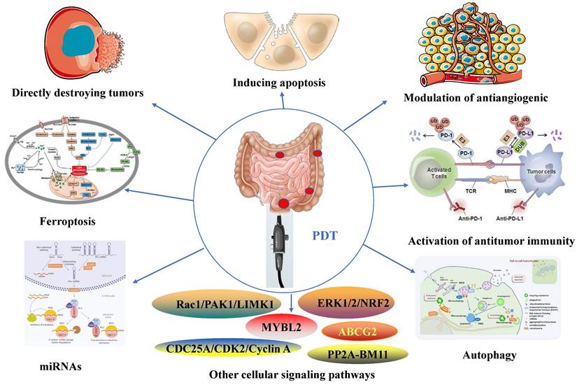 Int J Biol Sci Image