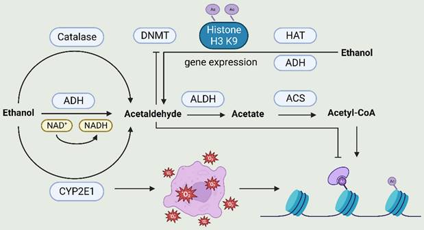 Int J Biol Sci Image