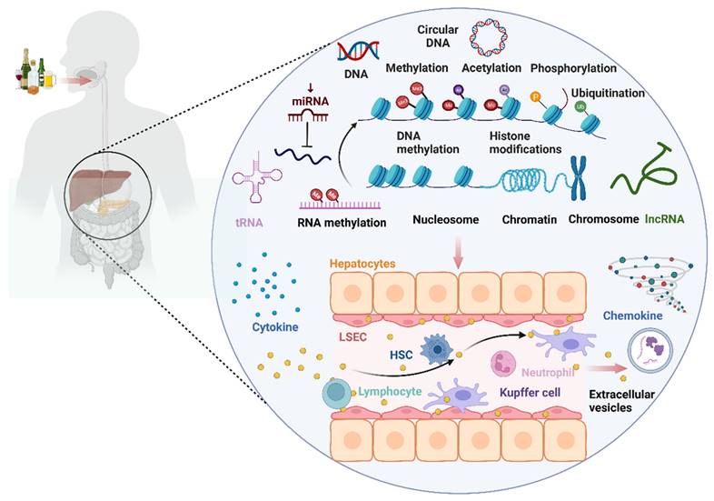 Int J Biol Sci Image